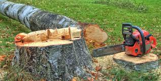 Best Emergency Tree Removal  in Masury, OH